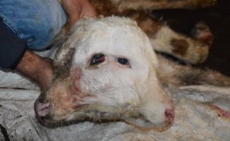 Ağrı'da Çift Başlı Buzağı Dünyaya Geldi!