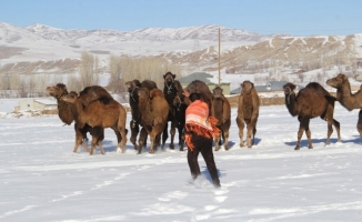 Güreşçi Develer Van'da Soğukta Eğitiliyor