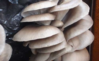 Kırmızı Etle Yarışan Yeni Besin: İstiridye Mantarı!