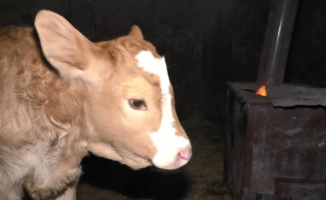 Yeni Doğan Buzağıları İçin Ahıra Soba Kurdu