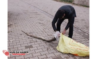 Ölü Bulunan Büyük Piton Şaşkına Çevirdi