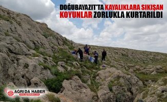 Doğubayazıt'ta Kayalıklara Sıkışan Koyunlar Zorluklar Kurtarıldı
