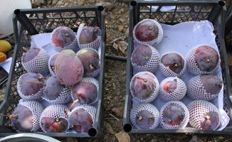 Antalya'da Artık Mango'da Üretilecek