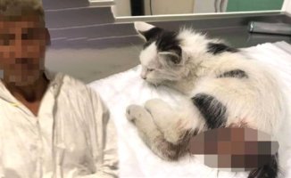 Kediye Tecavüz Eden Adama 3 Yıl İndirimsiz Hapis Cezası!