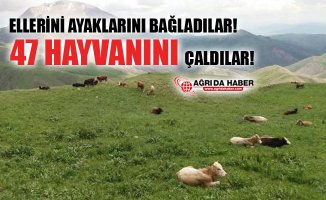 Patnos'ta Besicinin Ellerini ve Ayaklarını Bağlayıp 47 Hayvanını Çaldılar!