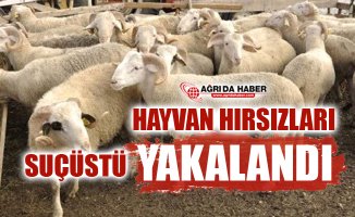 Ağrı'dan Giden Hayvan Hırsızları Erzurum'da Suçüstü Yakalandı!
