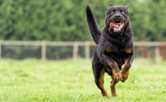 Kahraman Çocuklar Köpeklerini Böyle Kurtardı