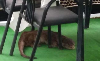 Şanlıurfa'da İlginç Anlar