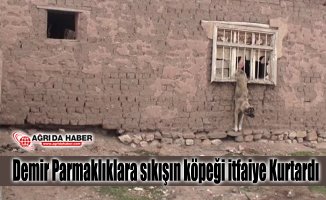 Demir Parmaklıklara sıkışın köpeği itfaiye ekipleri kurtardı