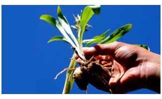 Salebin Kilosu 950 Liraya Çıktı