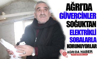 Ağrı'da Güvercinler Elektrikli Sobalarla Korunuyor!