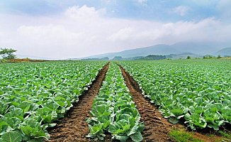 Geçen Sene 1 Lira Etmiyordu Bu Sene 5 Liradan Satılıyor