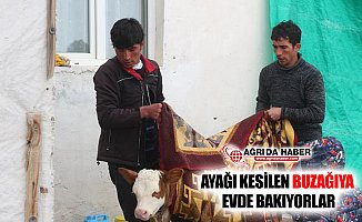 Ağrı'da Ayağı Kesilen Buzağıya Evde Bakıyorlar