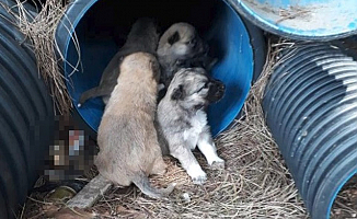 Bir Hayvan Katliamı'da Balıkesir Erdek'te!