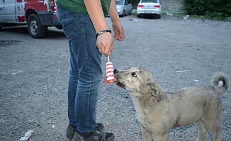 Ağrı'lı vatandaş Sıcak Havada bunalan köpeğe dondurmasını yedirdi