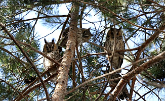 Ağrı'da Baykuşlar okulun bahçesini mesken tuttu