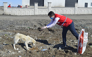 Genç Kızılay Gönüllüleri Hayvanları Unutmadı