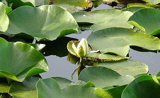 Nilüfer Gölü'nde çiçekler açıyor!