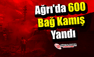 Ağrı'da 600 Bağ Kamış Yandı