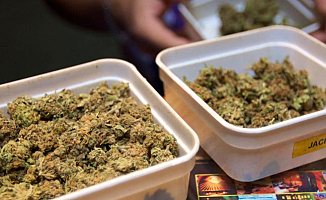 Hollanda'da esrar üreticilerine istihdam sağlanacak