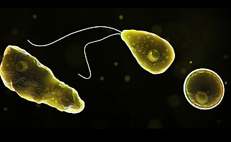 Beyin Yiyen Amip Vakası Görüldü