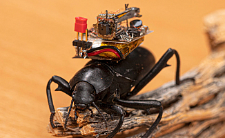 Böceklerin üzerine yerleştirebilecek kameralar geliştirildi