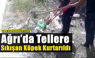 Ağrı’da Tellere Sıkışan Köpek Kurtarıldı