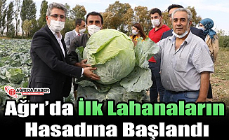 Ağrı'da Lahana Hasadına Başlandı!