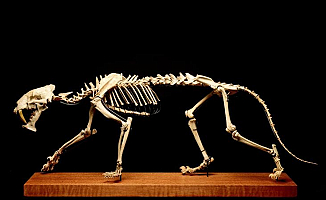 40 Milyon Yıllık Kılıç Dişli Kaplan Açık Arttırmada Satılıyor