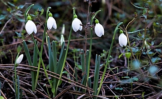 Bu Çiçeği Koparanlara 80 Bin TL Ceza!