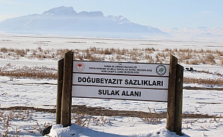 Kışın Ortasında Su Kuşu Sayımları tamamlandı