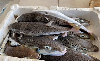 Balon Balığı 5 Can Daha Aldı!