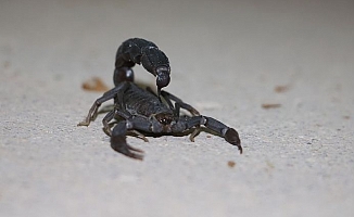 Bu Akrebin Zehrinin Litresi 10 Milyon Dolar