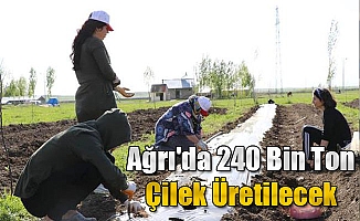 Ağrı'da 240 Bin Ton Çilek Üretilecek