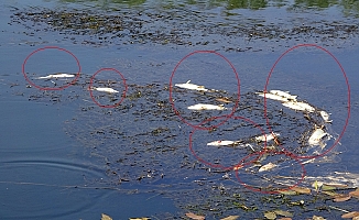 Balık Ölümleri Köylüleri Korkuttu!