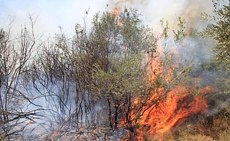 Osmaniye'de çıkan orman yangını soğutma çalışmaları sürüyor