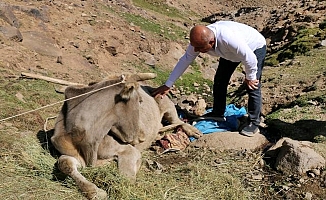 Diyadin'de uçuruma yuvarlanan inek, 8 saat sonra kurtarıldı