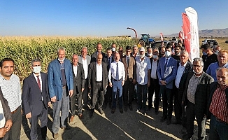Eleşkirt'te silajlık mısır hasadına başlandı