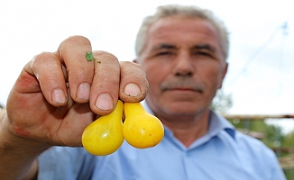 Sarı domatesler dikkat çekiyor