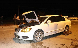 Ağrı'da Bir Otomobil Hayvan Sürüsüne Çarptı