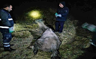 Diyadin'de mahsur kalan at kurtarıldı