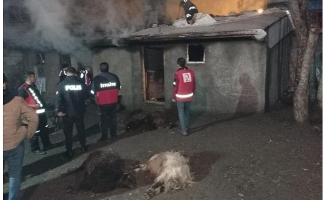 Ağrı'da yangın, 16 küçükbaş hayvan telef oldu