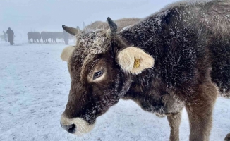 Ağrı'da Sibirya soğukları nedeniyle hayvanlar buz kesti!