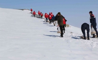 Ağrı'da yaban hayvanları unutulmadı, doğaya 500 kilo yem bırakıldı