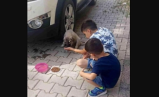 Ağrı'da çocuklar aracın çarptığı yavru köpeğe müdahale etti!