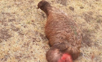 Taşlıçay'da kurtlar 350 koyundan oluşan sürüye saldırdı!