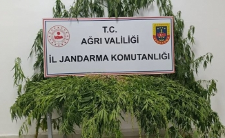 Ağrıda Uyuşturucuya Geçit Yok: Patnos ve Doğubayazıtta Operasyon