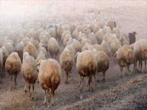 Sürüden Ayrılan 80 Koyunu Kurtlar Kaptı