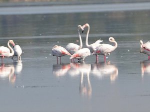 Kuş Oteli'nin Konukları Bu Yıl Erken Geldi