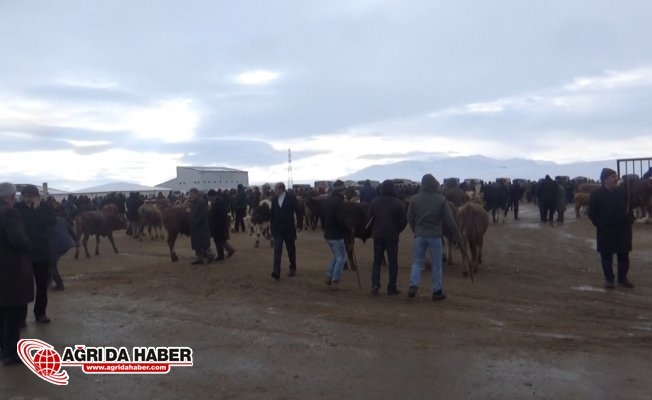 Ağrı Hayvan Borsasında Son Durum Besiciler Ne İstiyor?